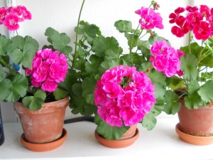 Pelargoner från förra året