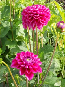 Dahlia