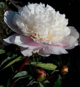 DSCN0625