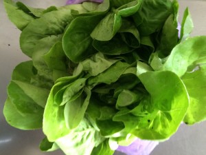 Sallad från min granne