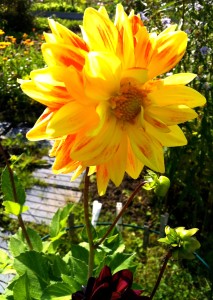 Dahlia sommaren 2015
