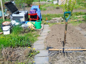 Potatisen har kommit i jorden